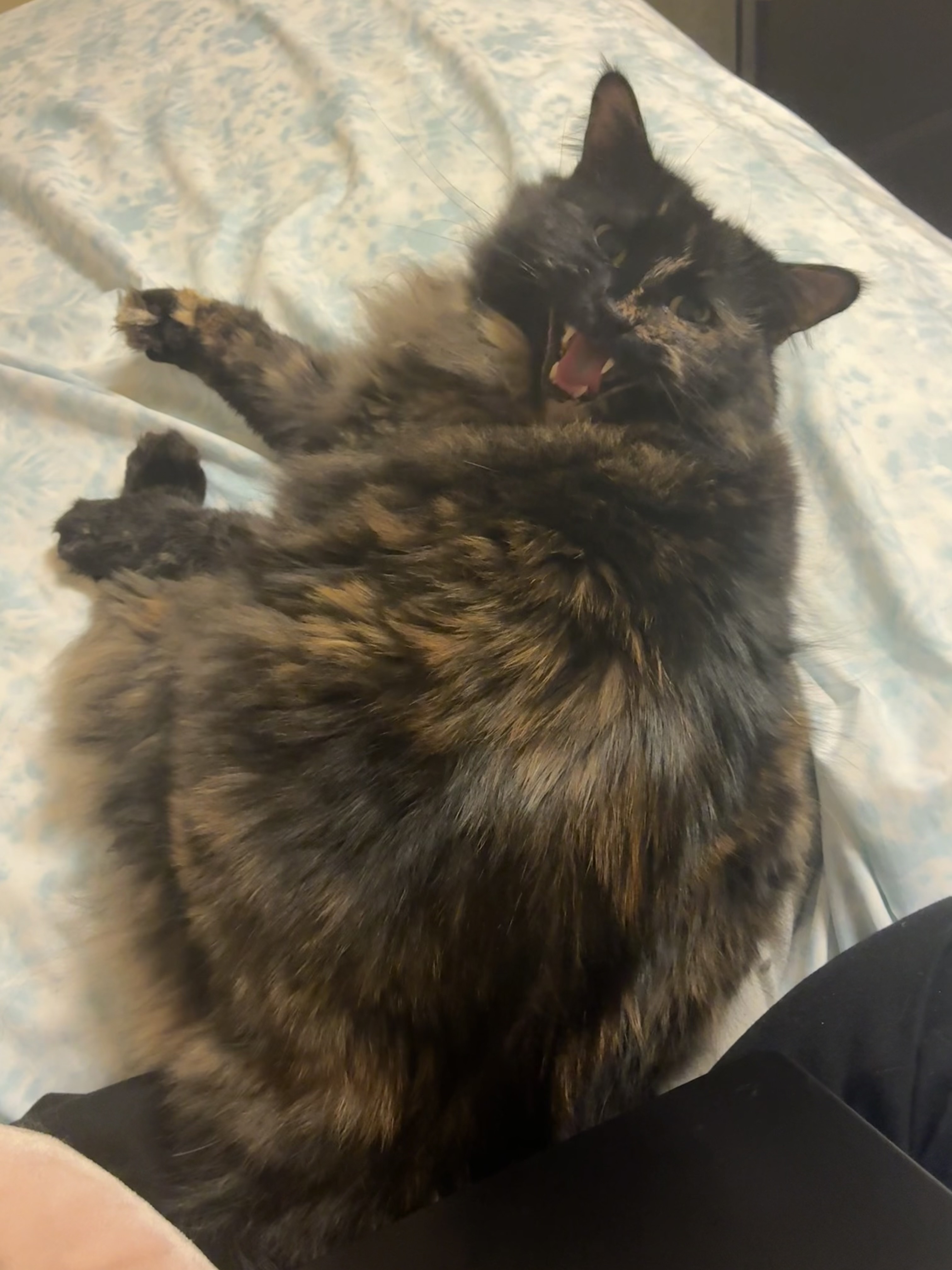 SugarKitty16 photo 2